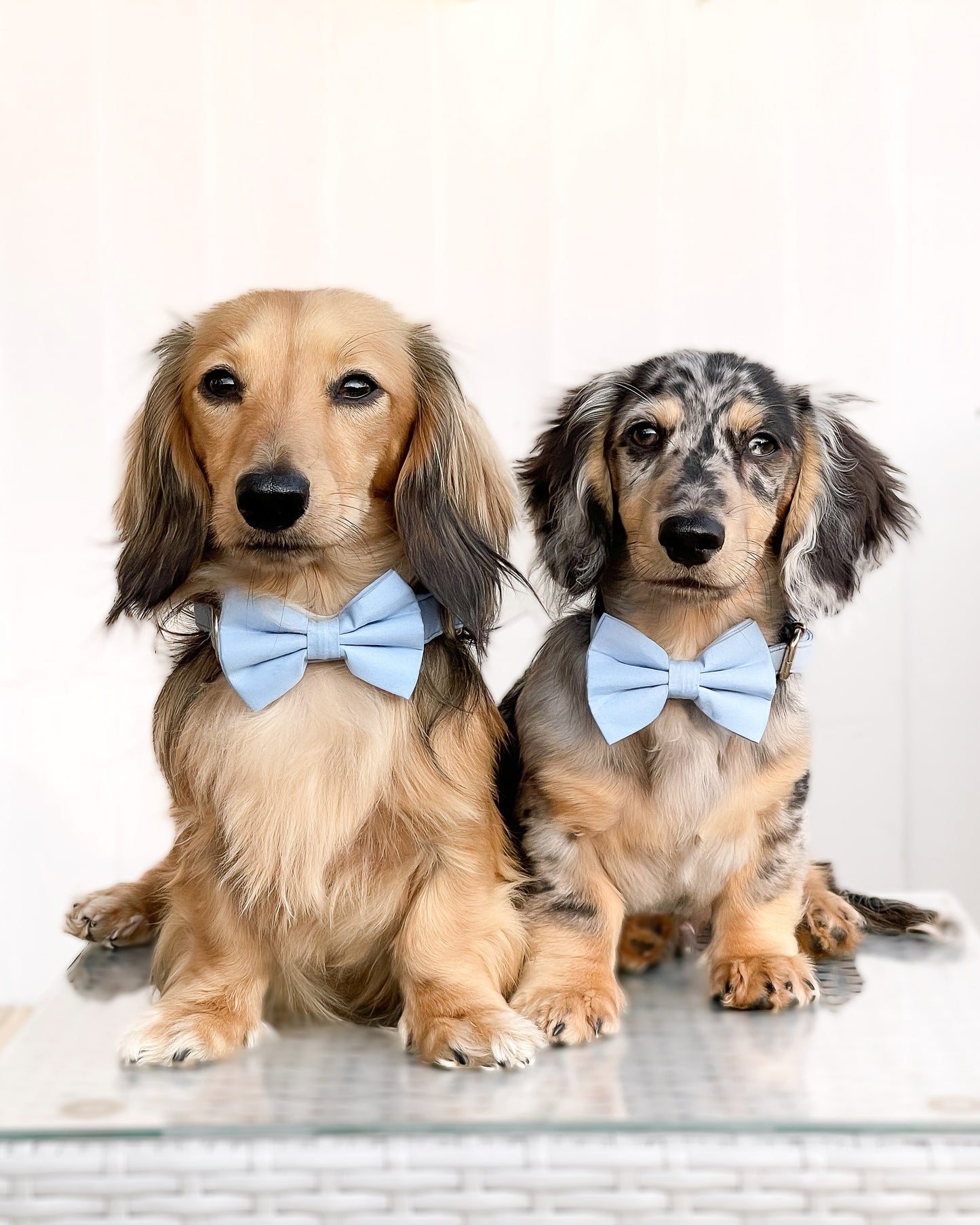 Cotton Bow Tie - Baby Blue