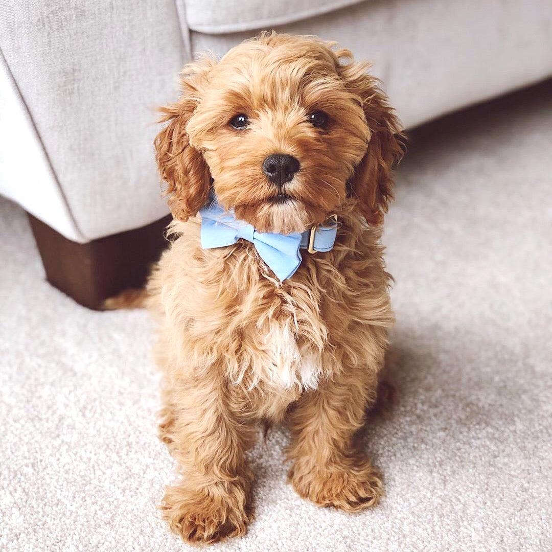 Cotton Bow Tie - Baby Blue