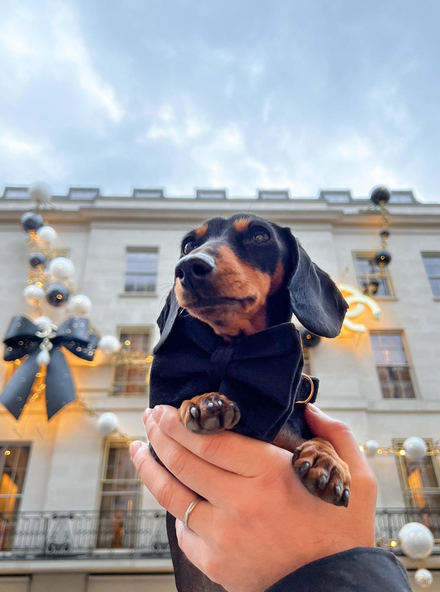 Velvet Bow Tie - Black Diamond