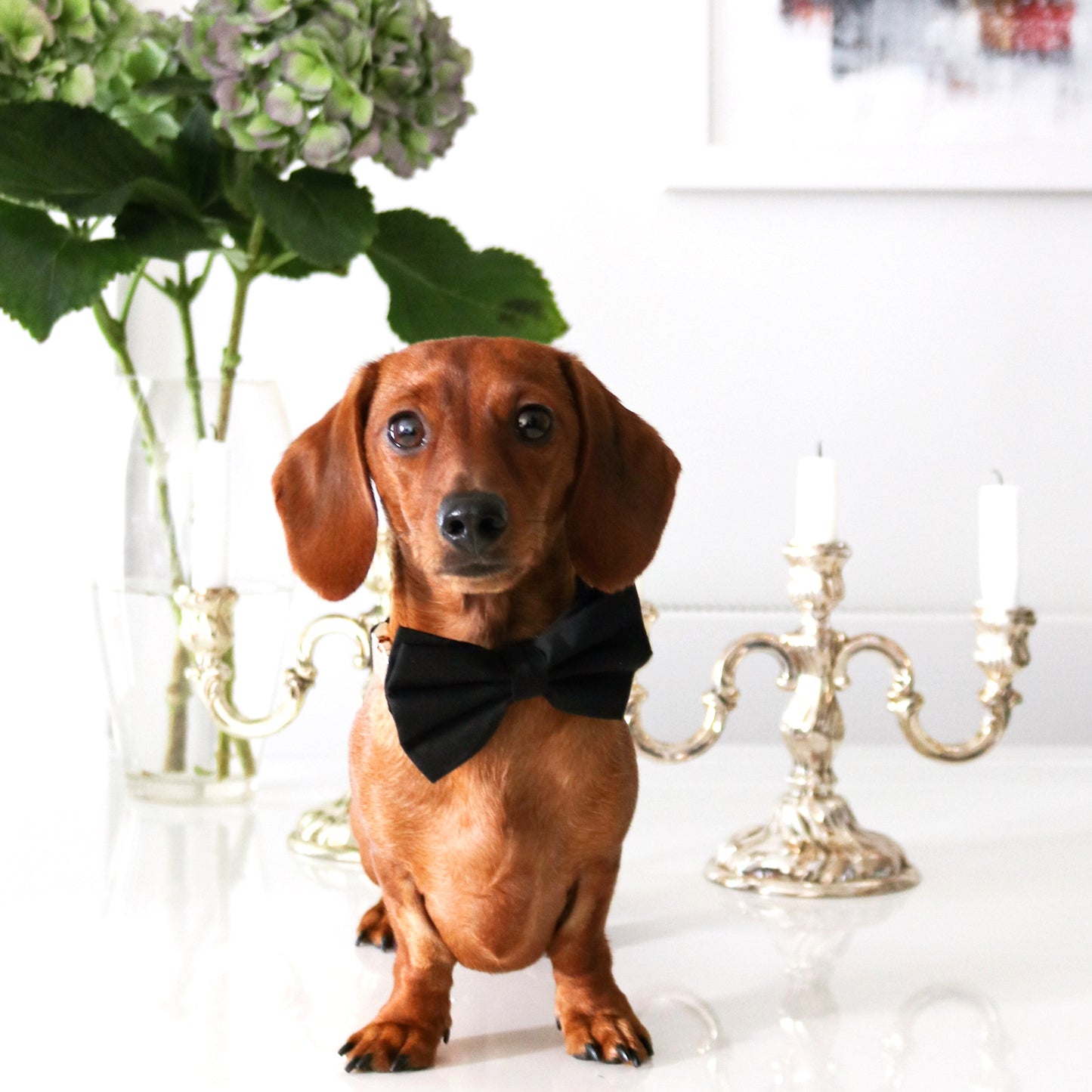 Cotton Bow Tie - Black Tie