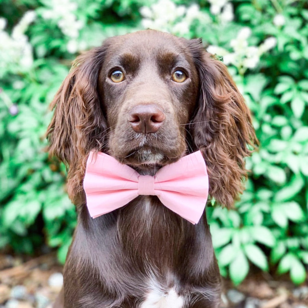 Cotton Bow Tie - Baby Pink