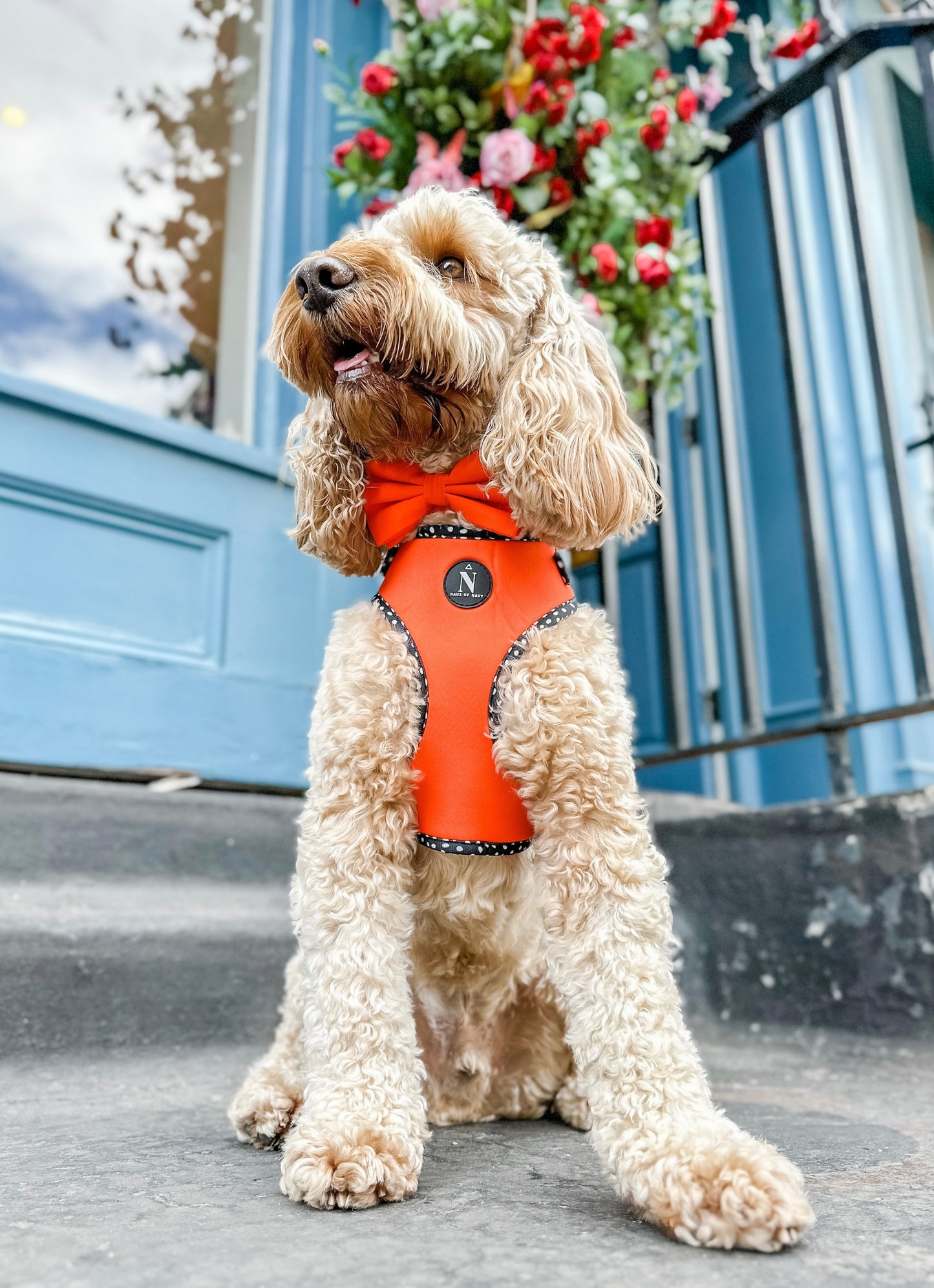 Adjustable Harness - Speckled Orange