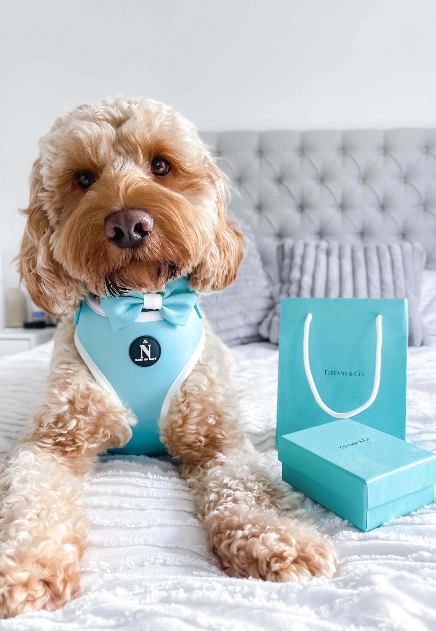 Adjustable Harness - Tiffany