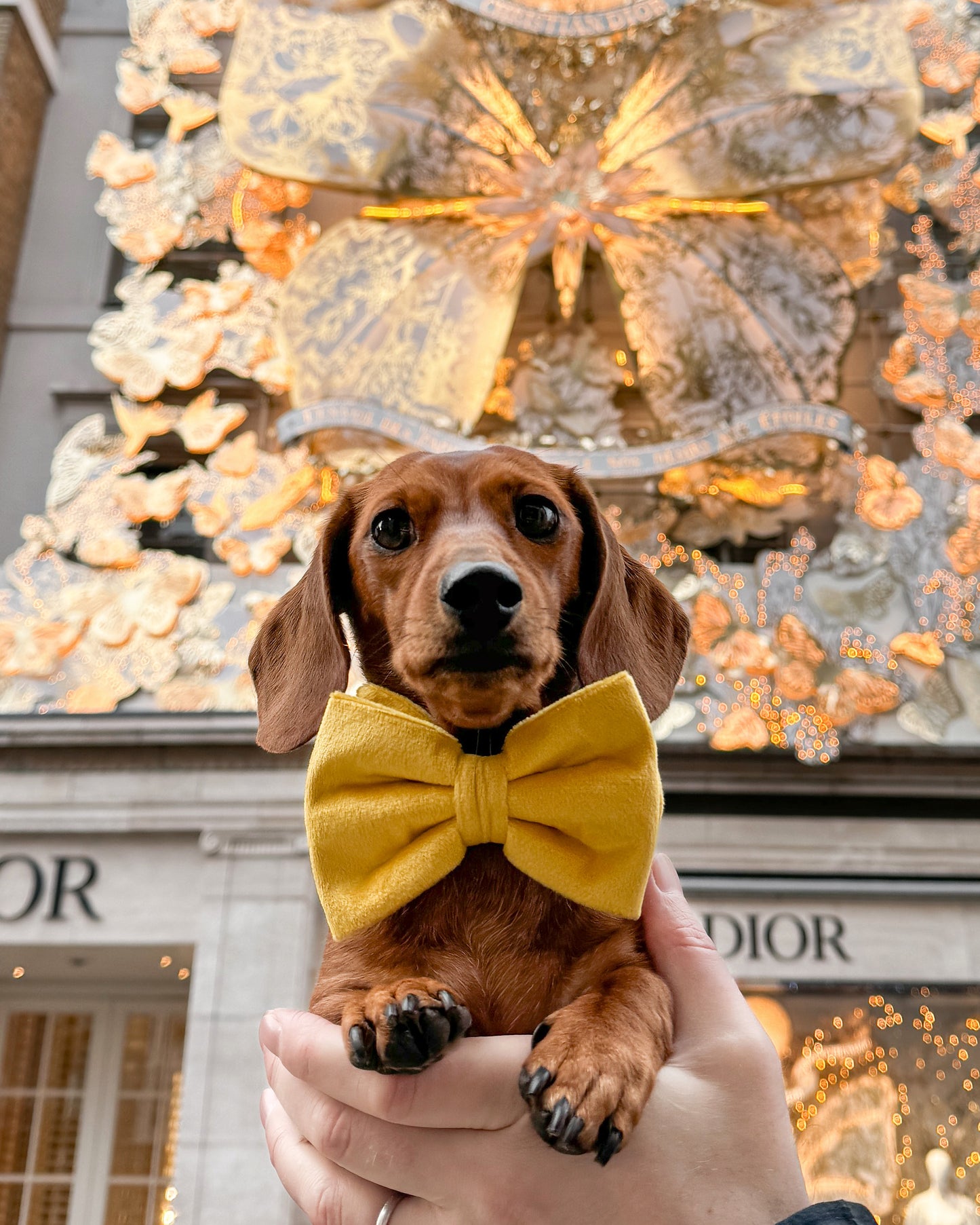 Velvet Bow Tie - Canary