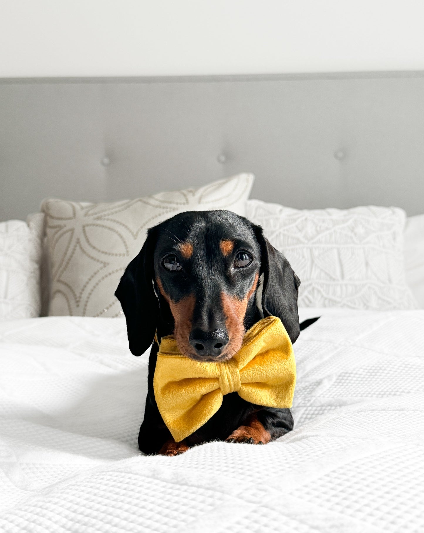 Velvet Bow Tie - Canary