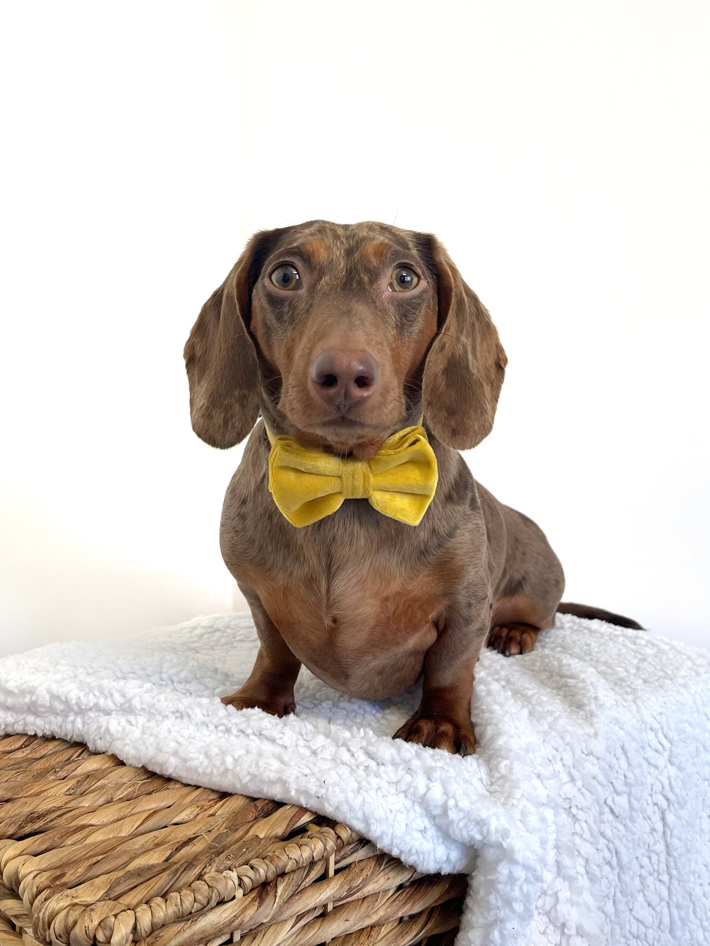 Velvet Bow Tie - Canary
