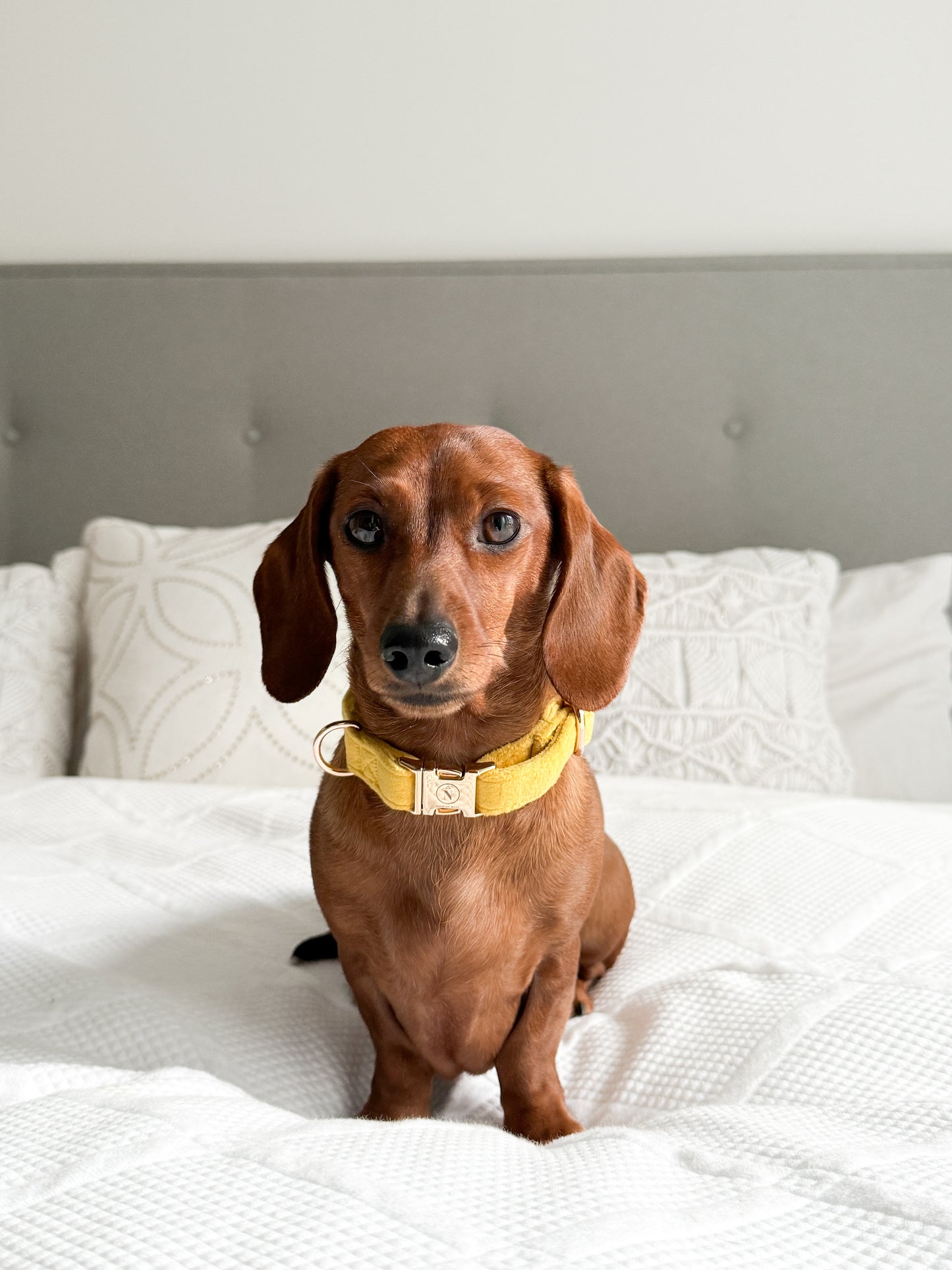 Velvet Collar - Canary