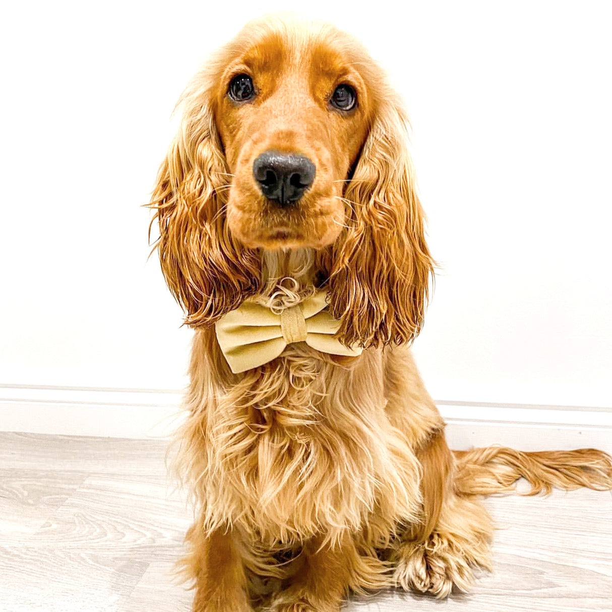Velvet Bow Tie - Champagne