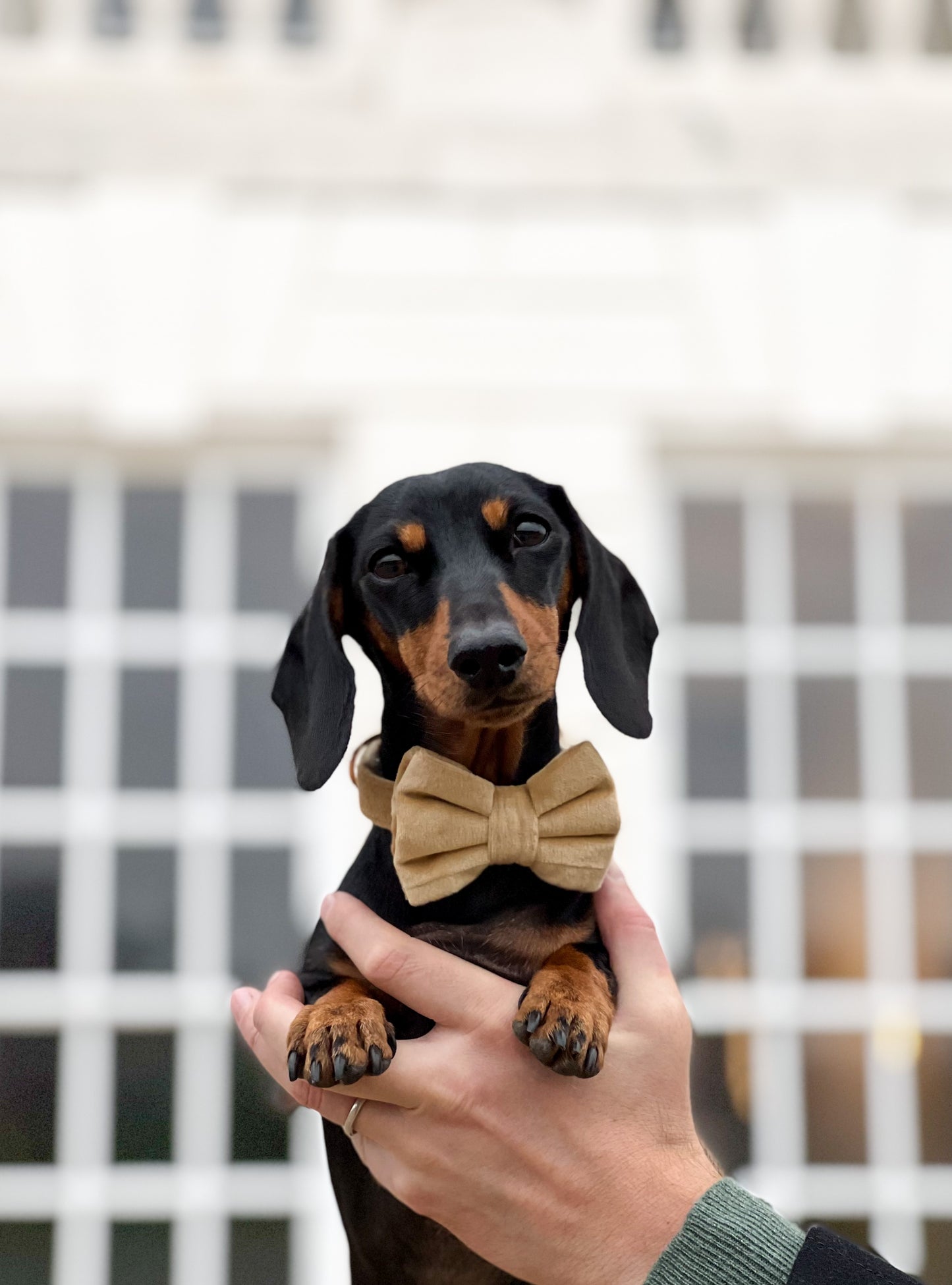 Velvet Bow Tie - Champagne