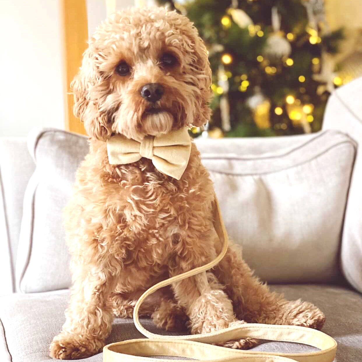 Velvet Bow Tie - Champagne