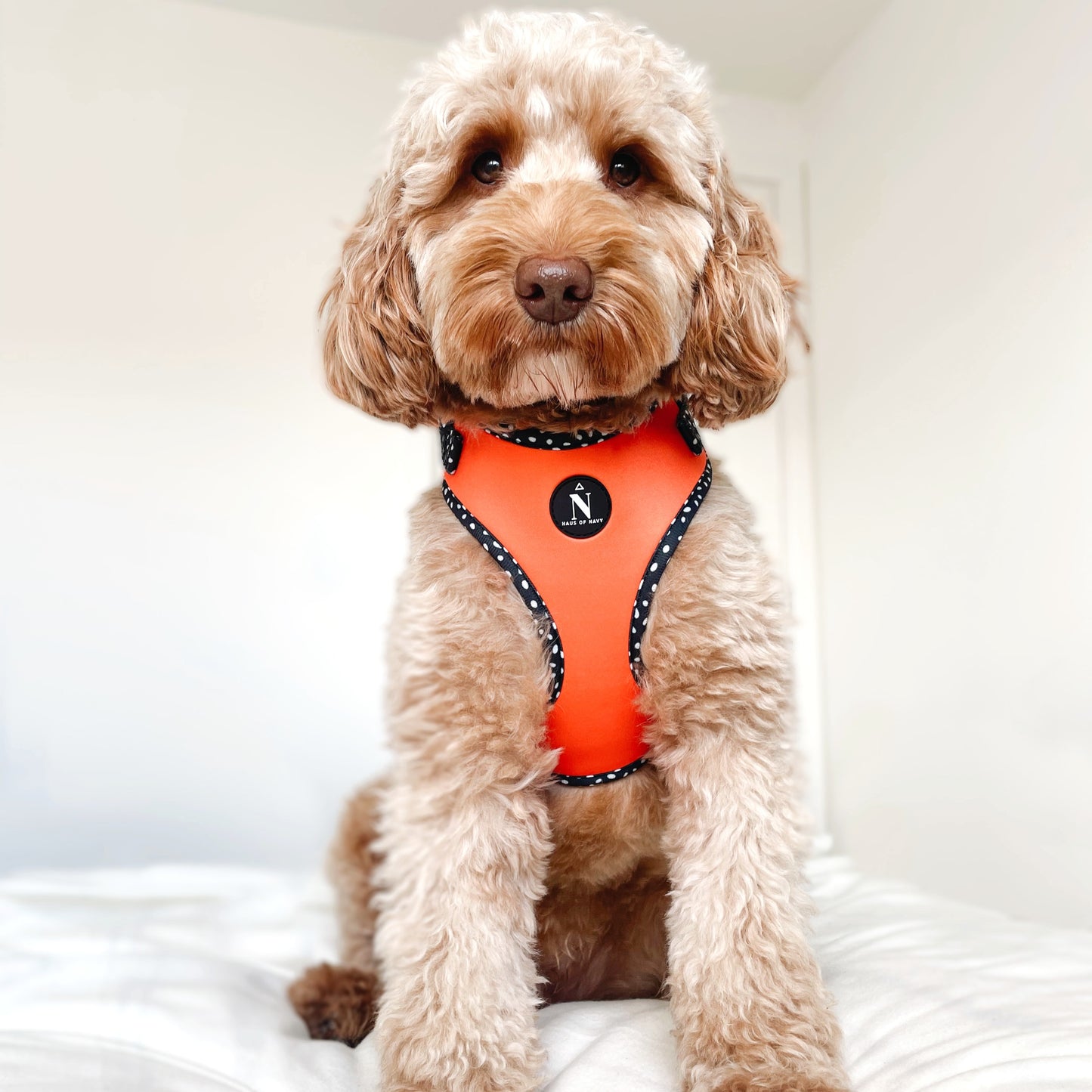 Adjustable Harness - Speckled Orange