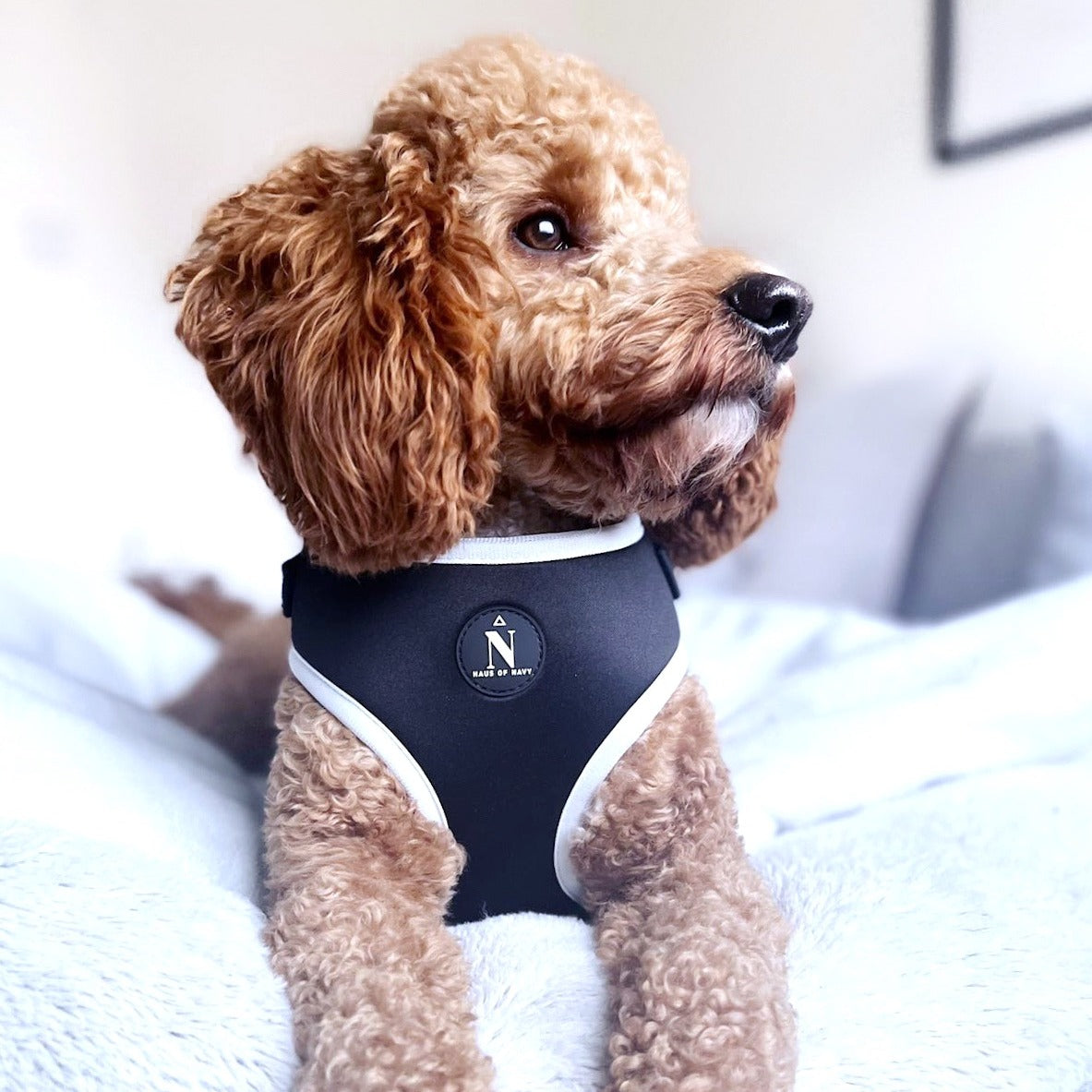 Adjustable Harness - Coco