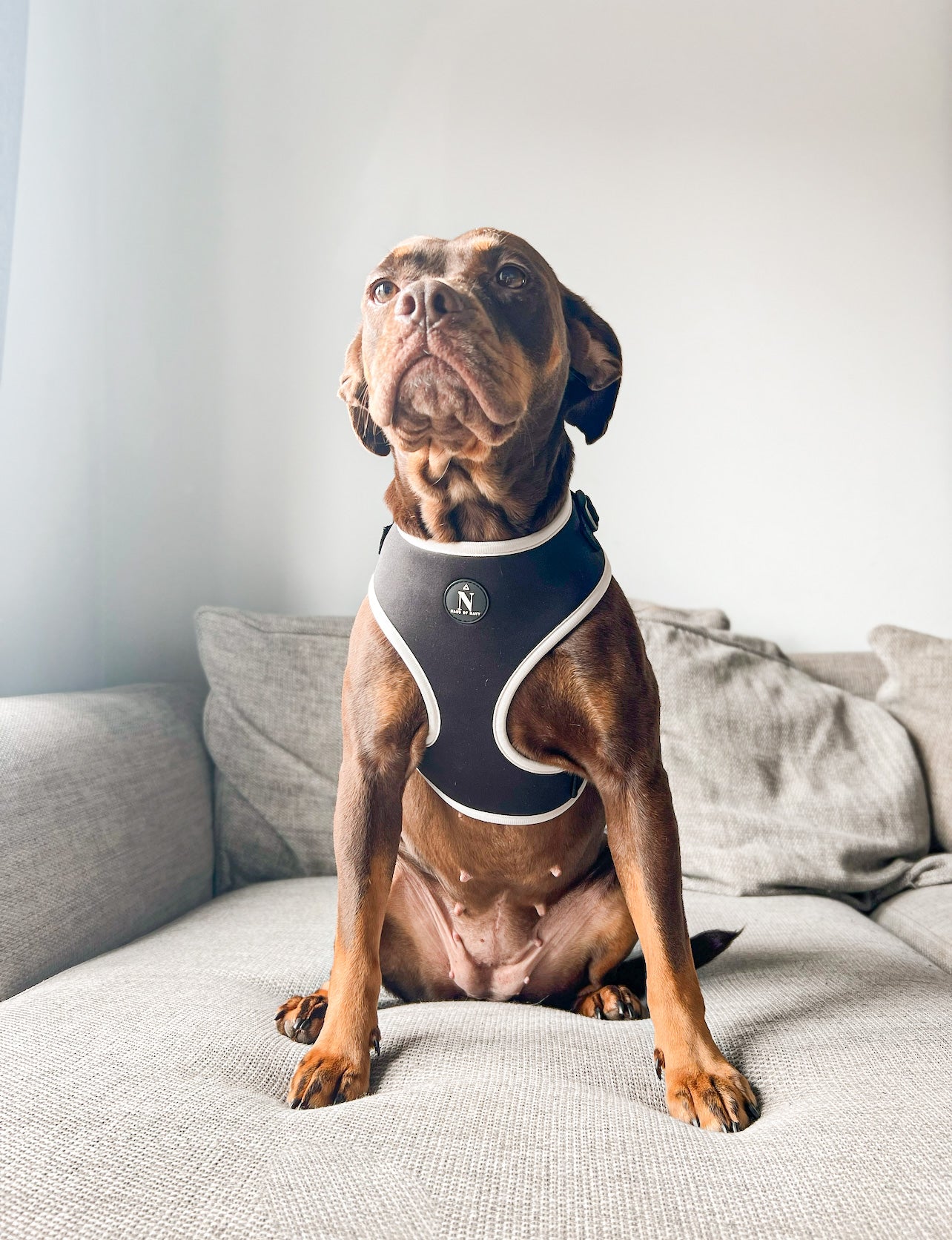 Adjustable Harness - Coco