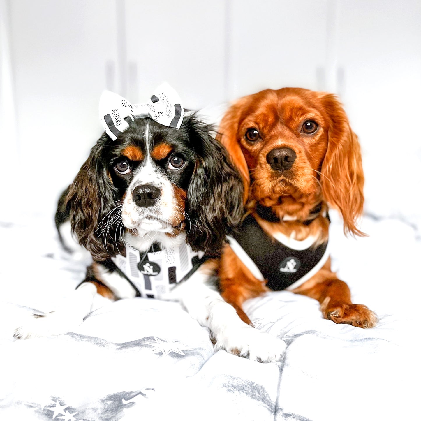 Adjustable Harness - Coco