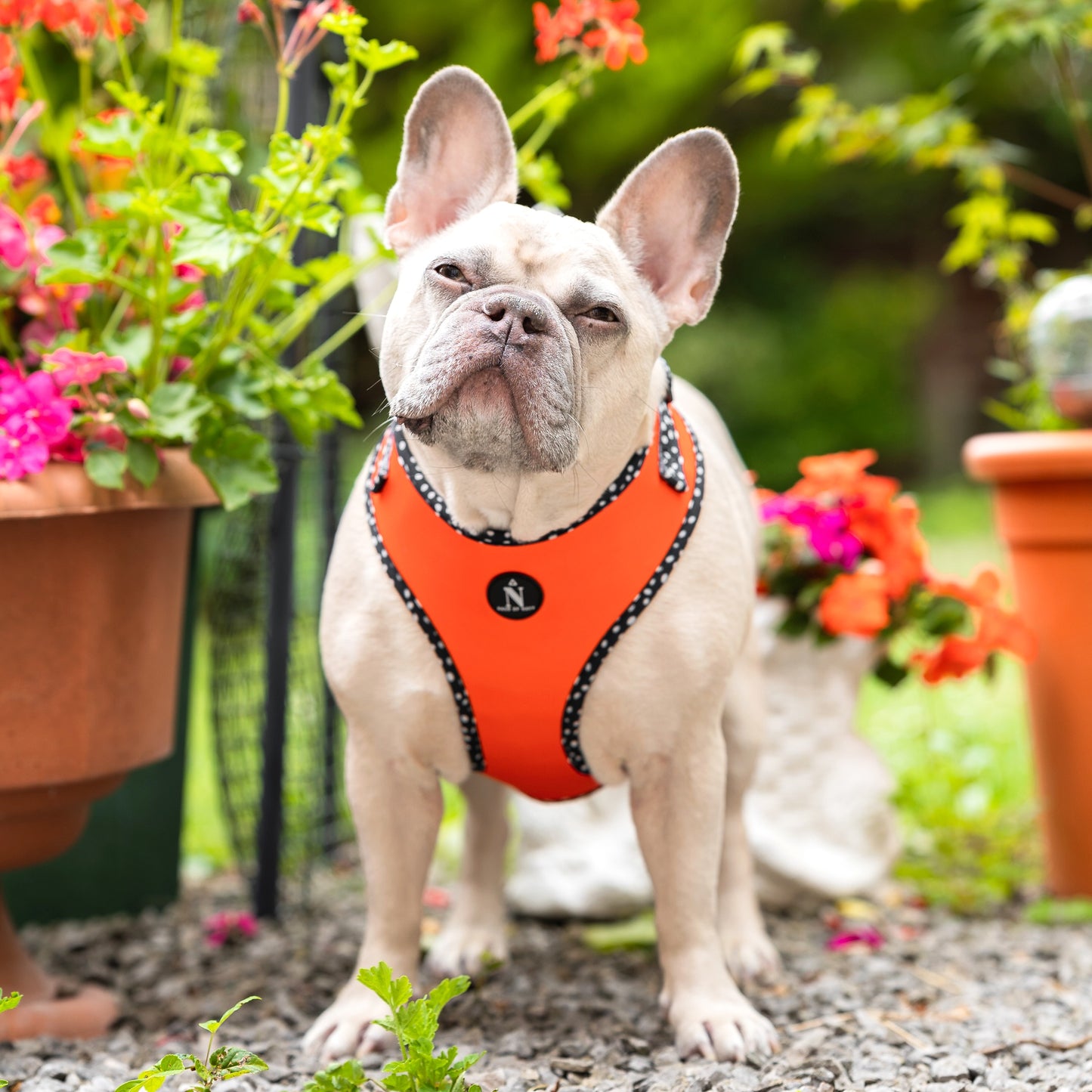 Adjustable Harness - Speckled Orange