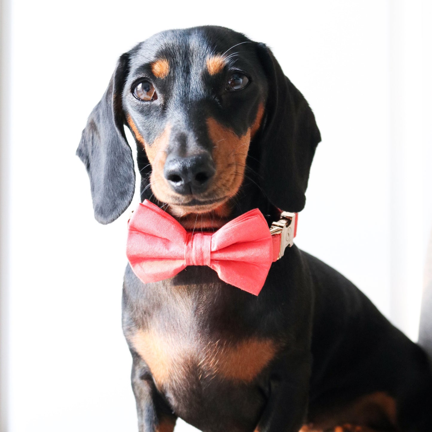 Cotton Bow Tie - Coral