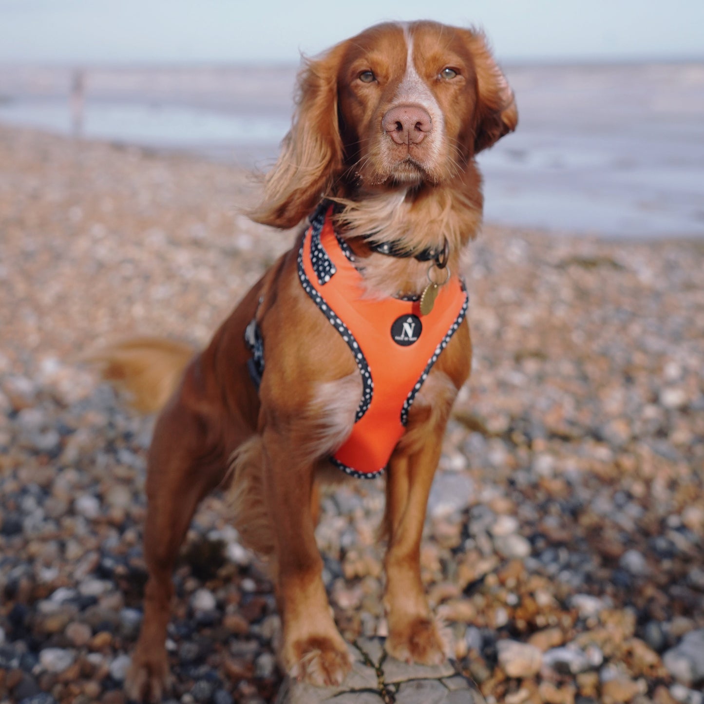 Adjustable Harness - Speckled Orange