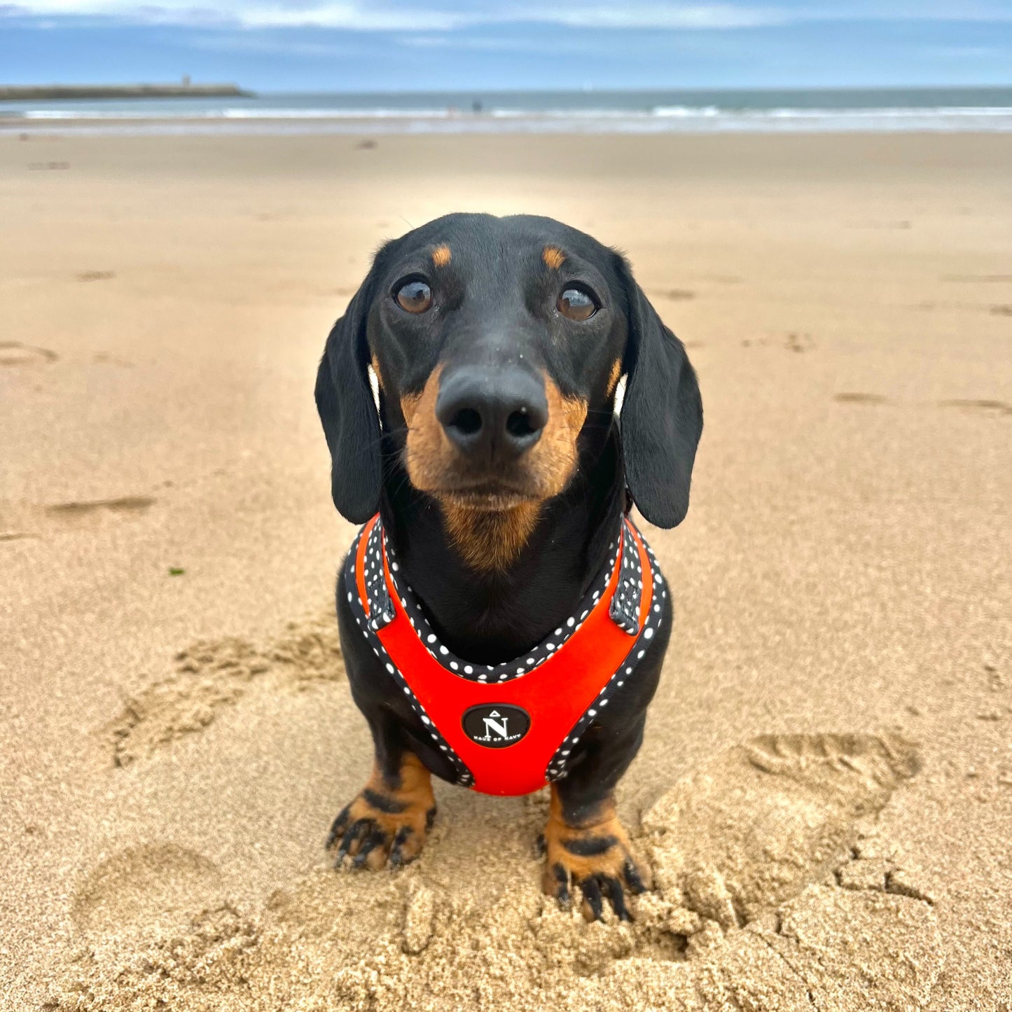 Adjustable Harness - Speckled Orange