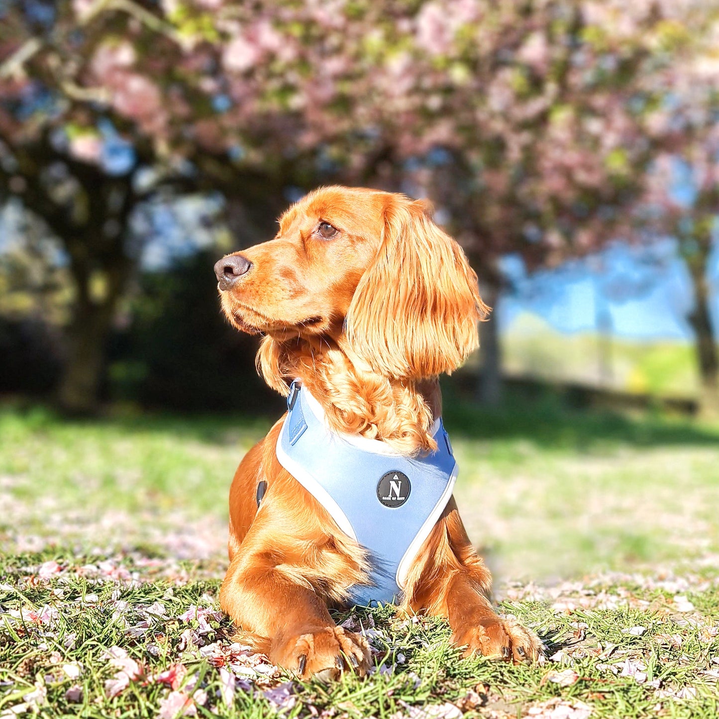 Adjustable Harness - Dolce