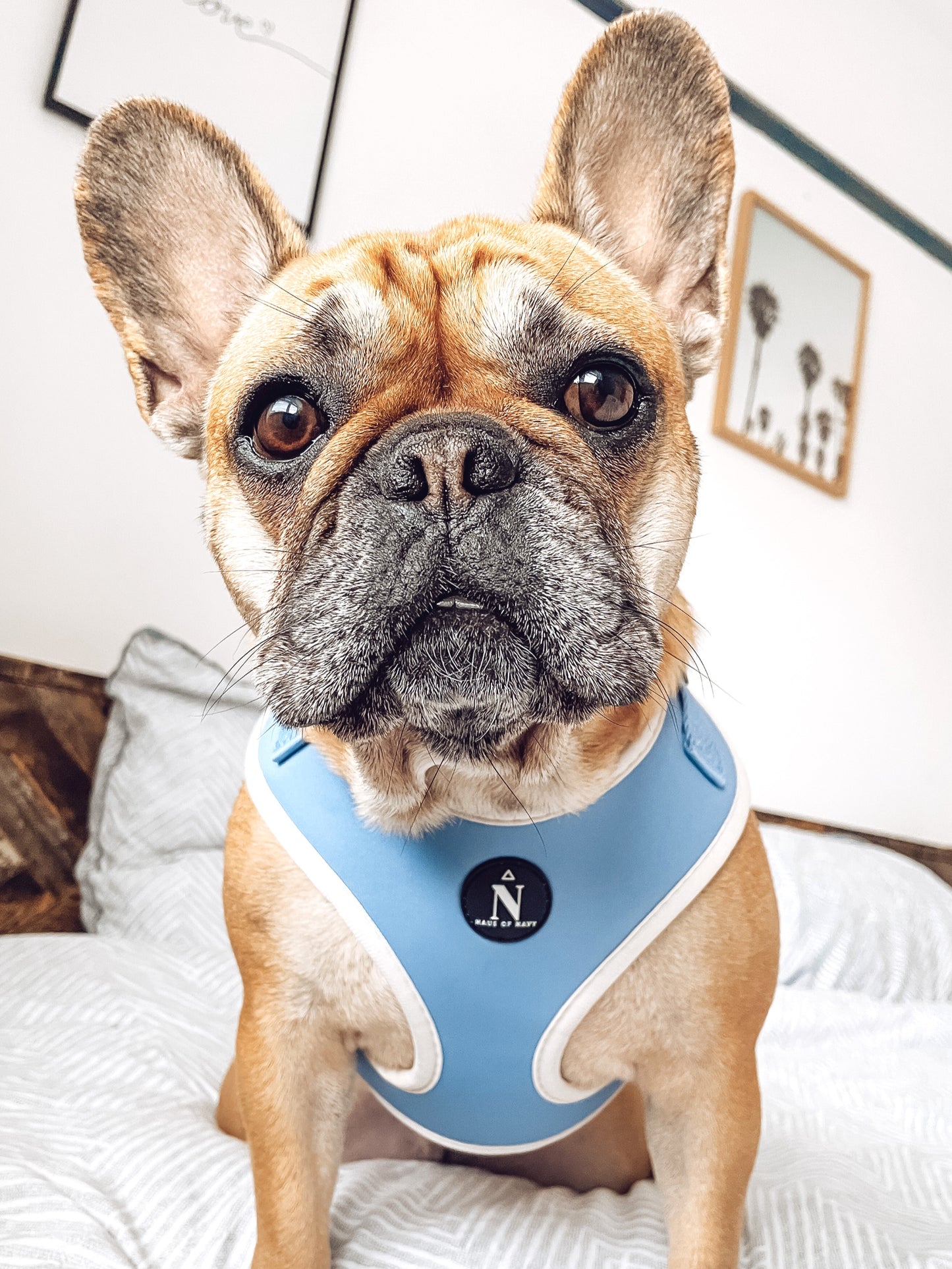 Adjustable Harness - Dolce