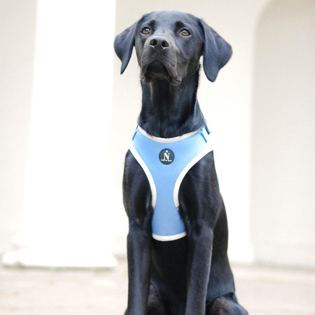 Adjustable Harness - Dolce