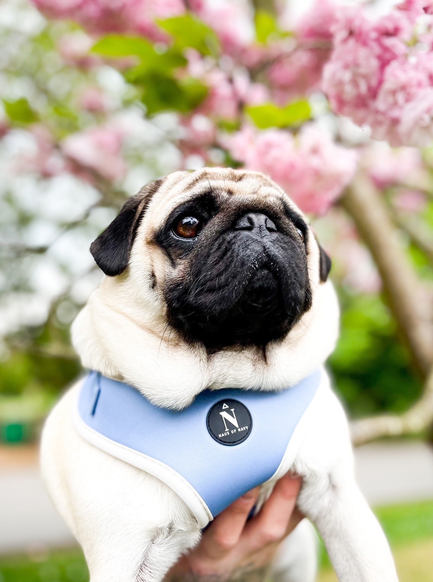 Adjustable Harness - Dolce