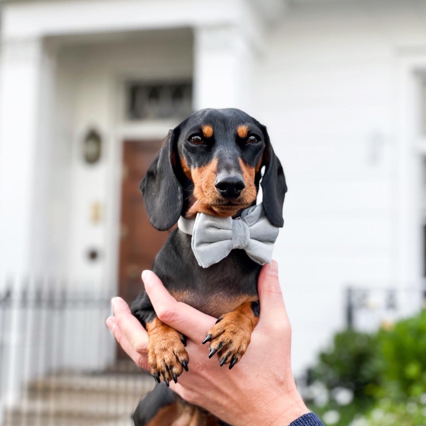 Velvet Bow Tie - Dove