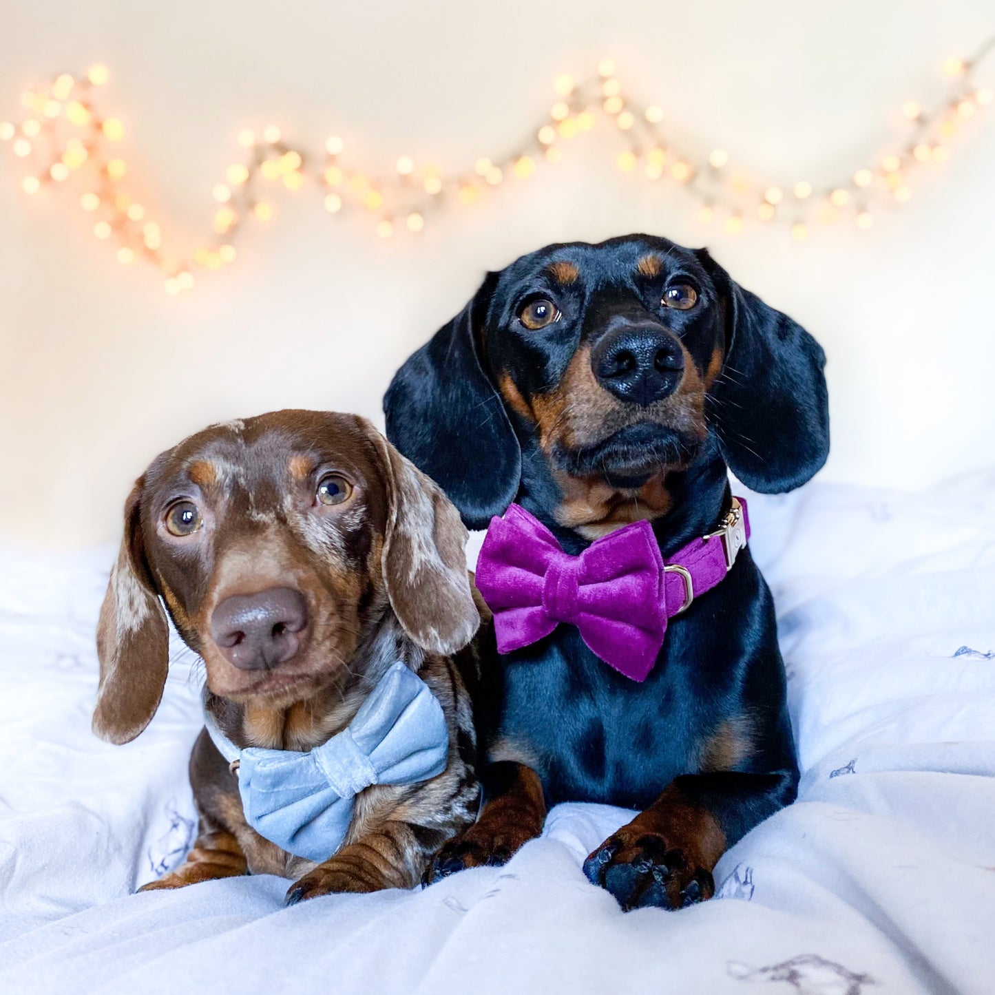 Velvet Bow Tie - Dove