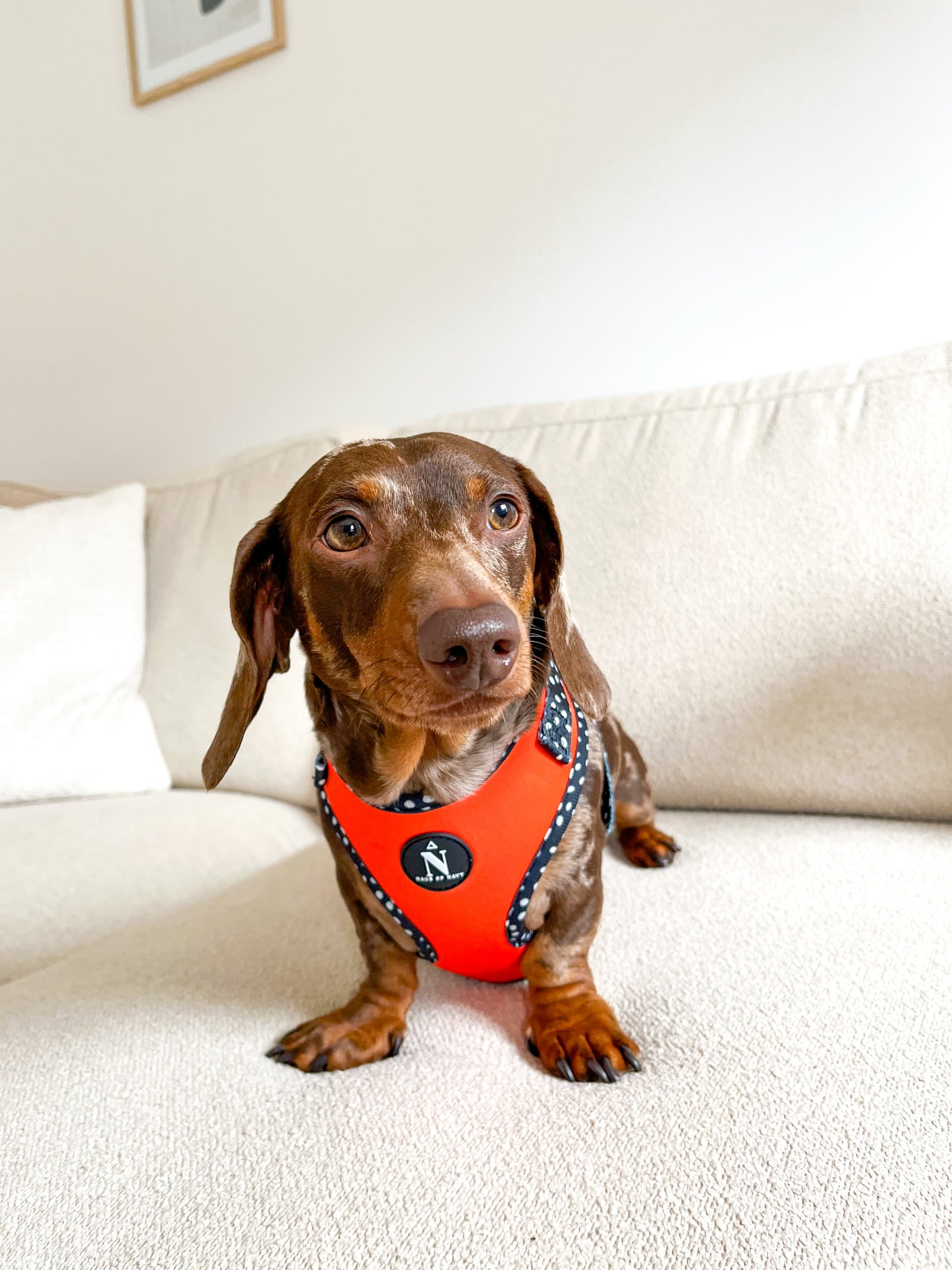 Adjustable Harness - Speckled Orange