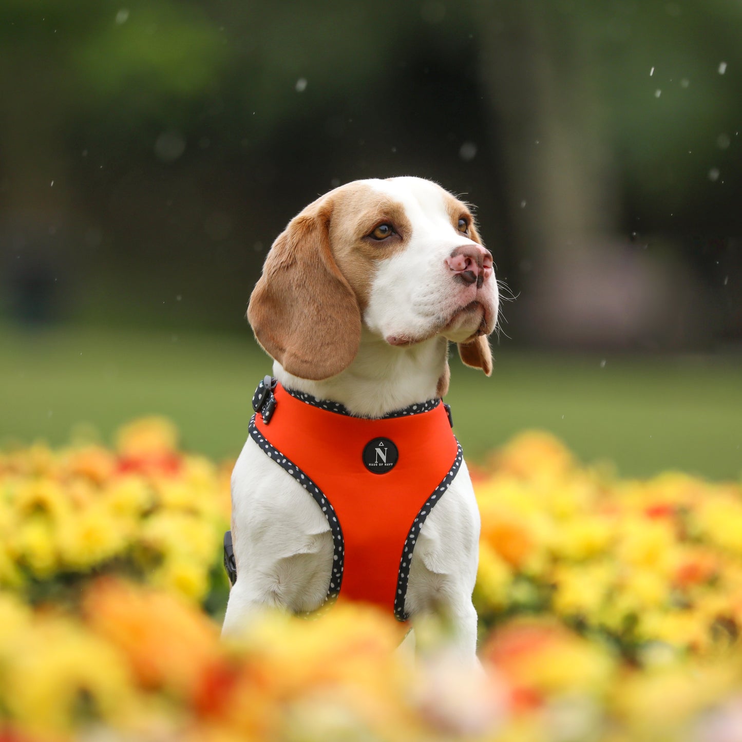 Adjustable Harness - Speckled Orange