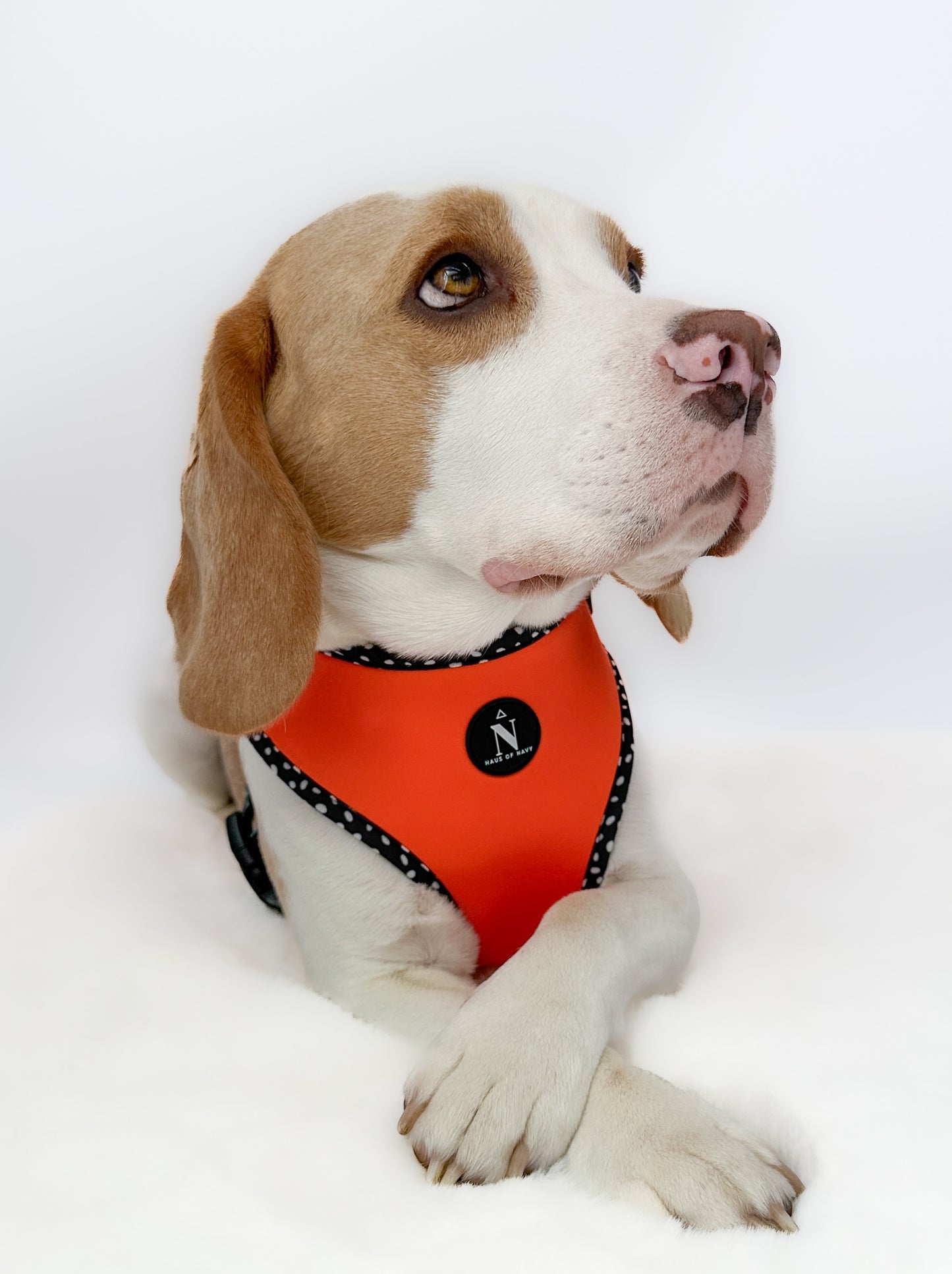 Adjustable Harness - Speckled Orange