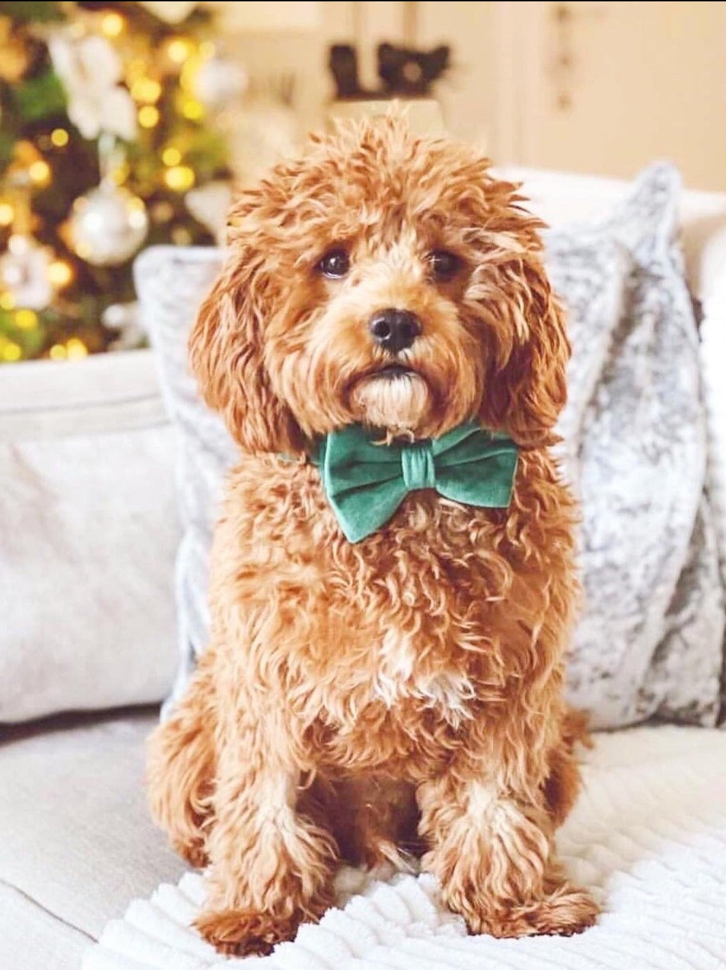 Velvet Bow Tie - Emerald