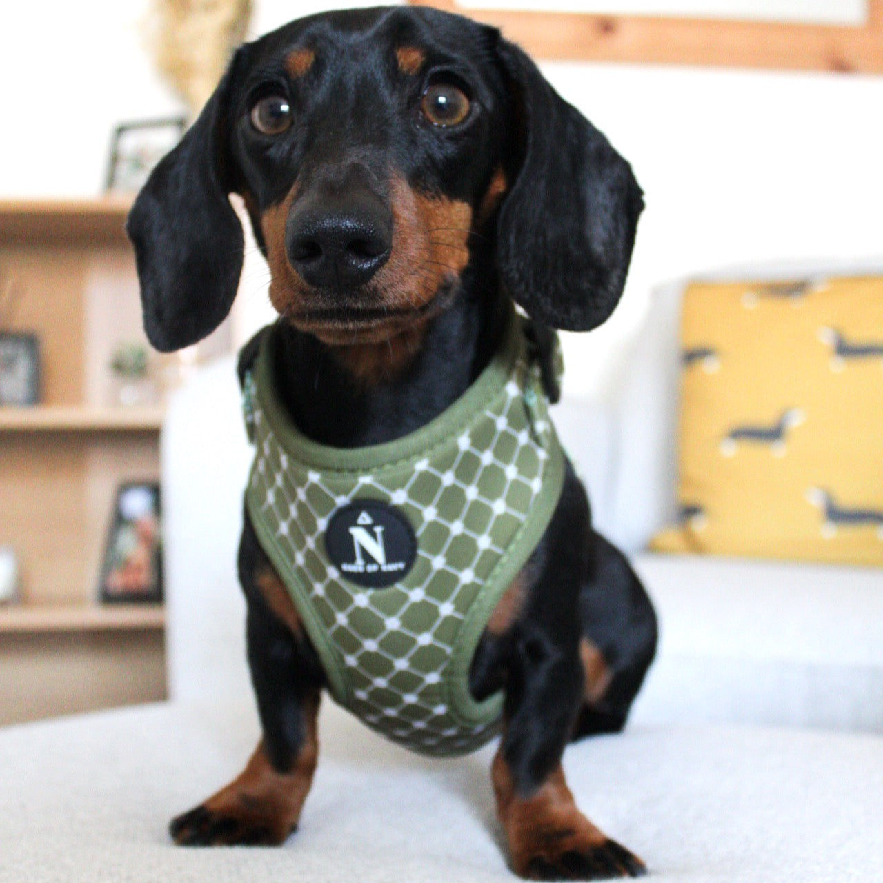 Adjustable Harness - Envy