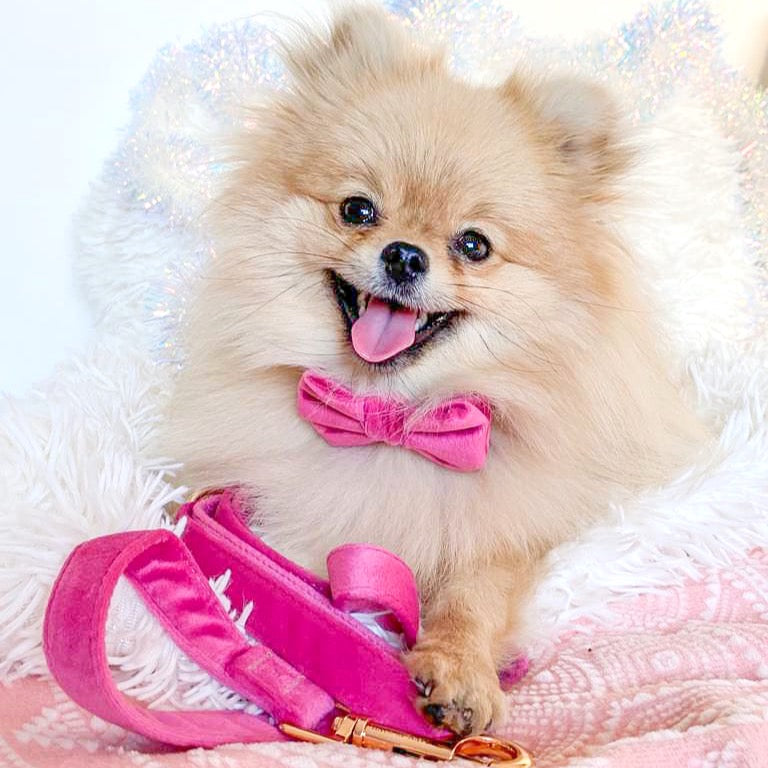 Velvet Bow Tie - Fuchsia Fusion