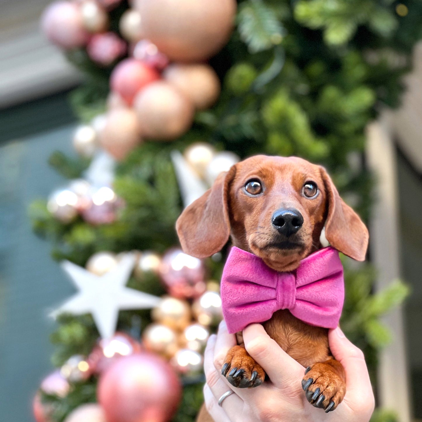 Velvet Bow Tie - Fuchsia Fusion