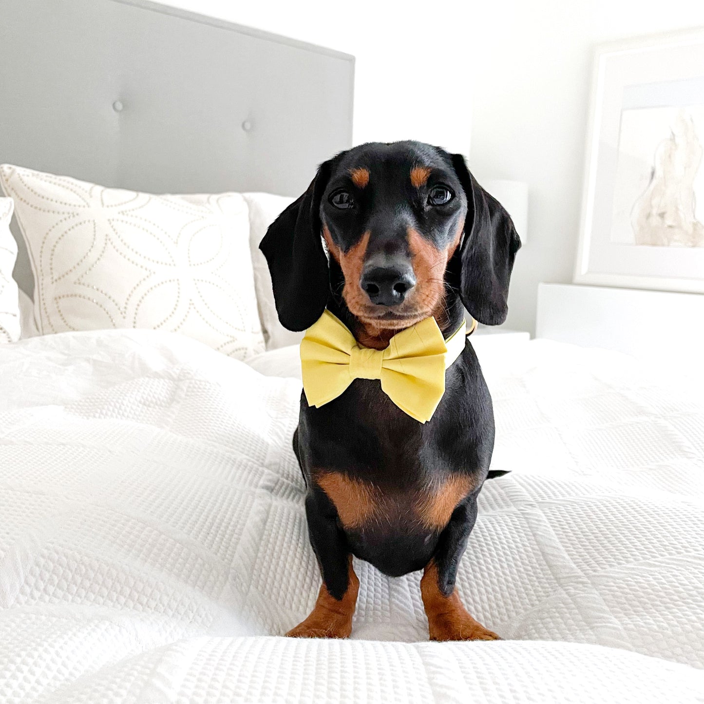 Cotton Bow Tie - Hello Yellow