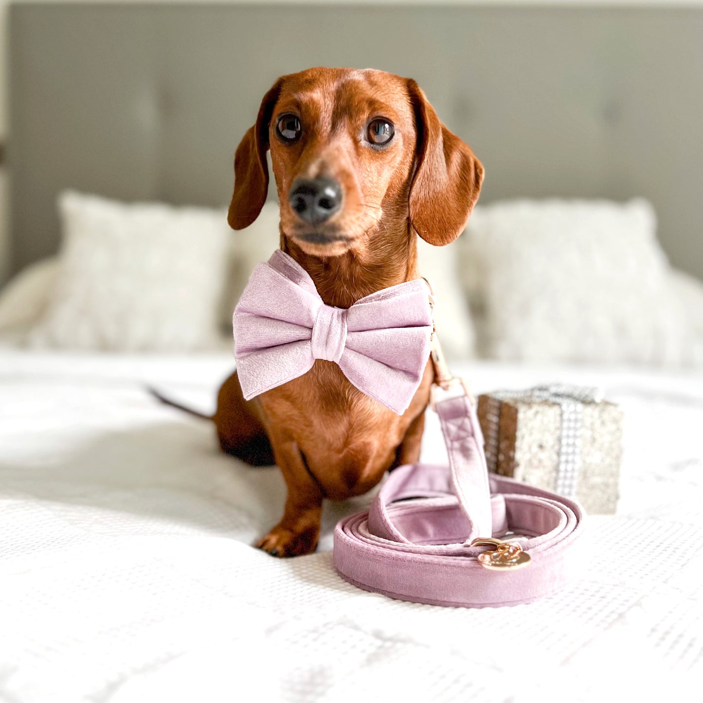Velvet Bow Tie - I Lilac You
