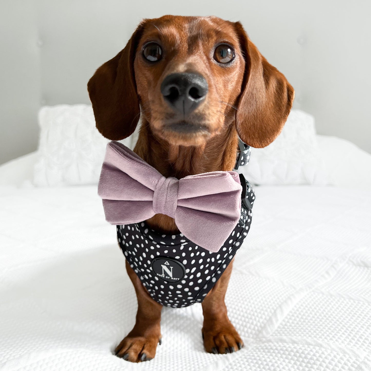 Velvet Bow Tie - I Lilac You