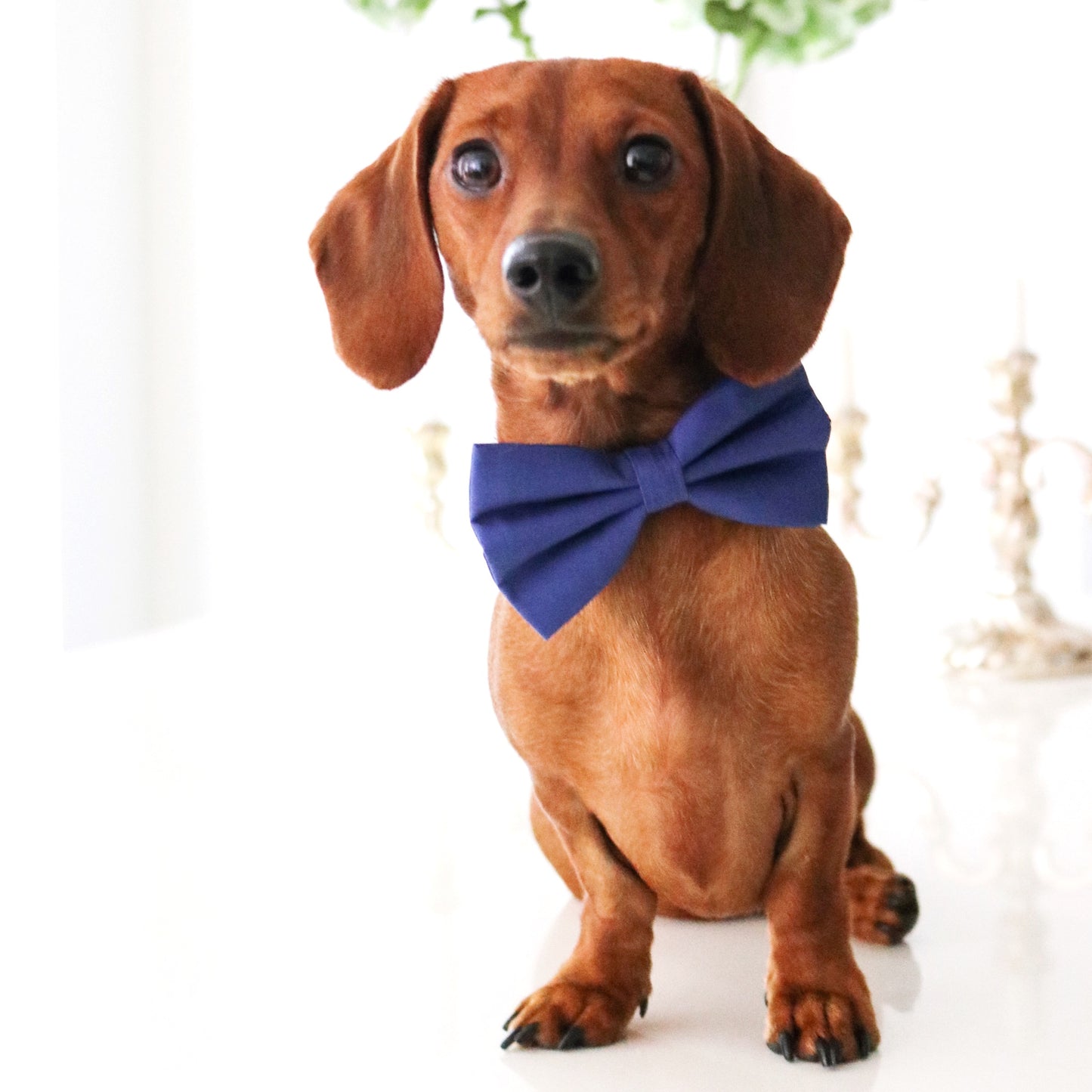 Cotton Bow Tie - Absolute Indigo