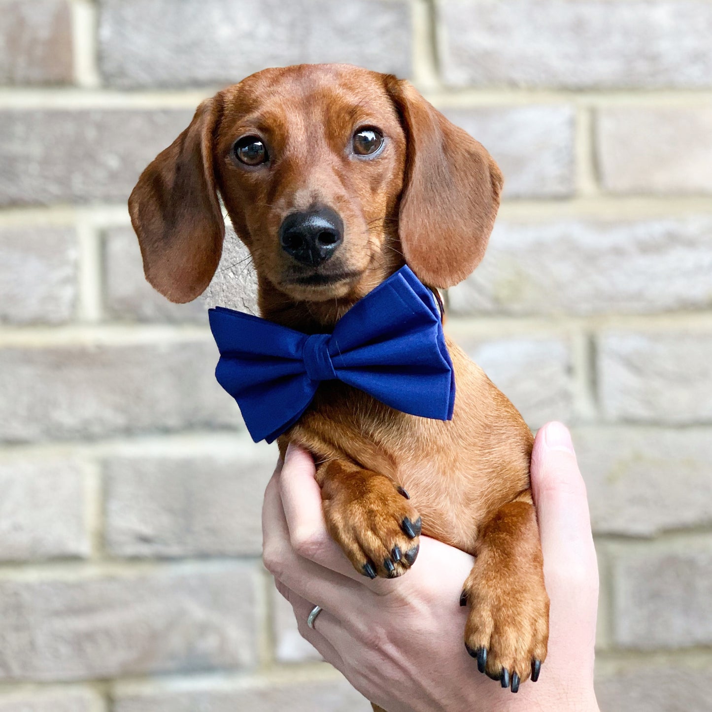 Cotton Bow Tie - Absolute Indigo