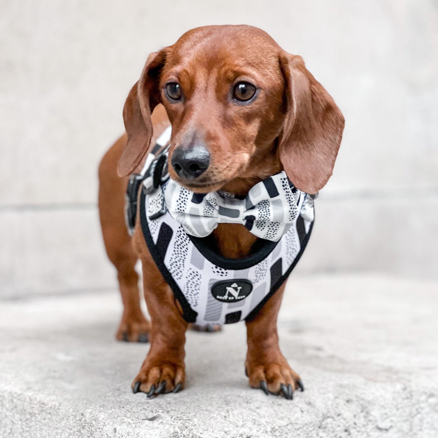 Adjustable Harness - The Modernist