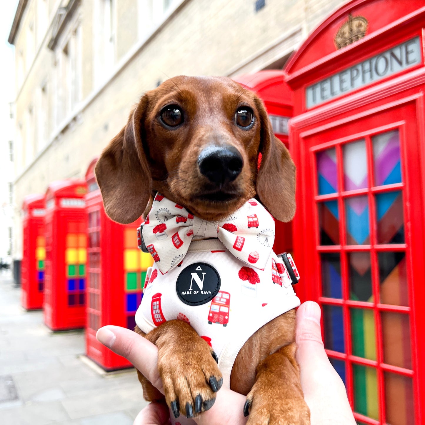 Adjustable Harness - The Londoner
