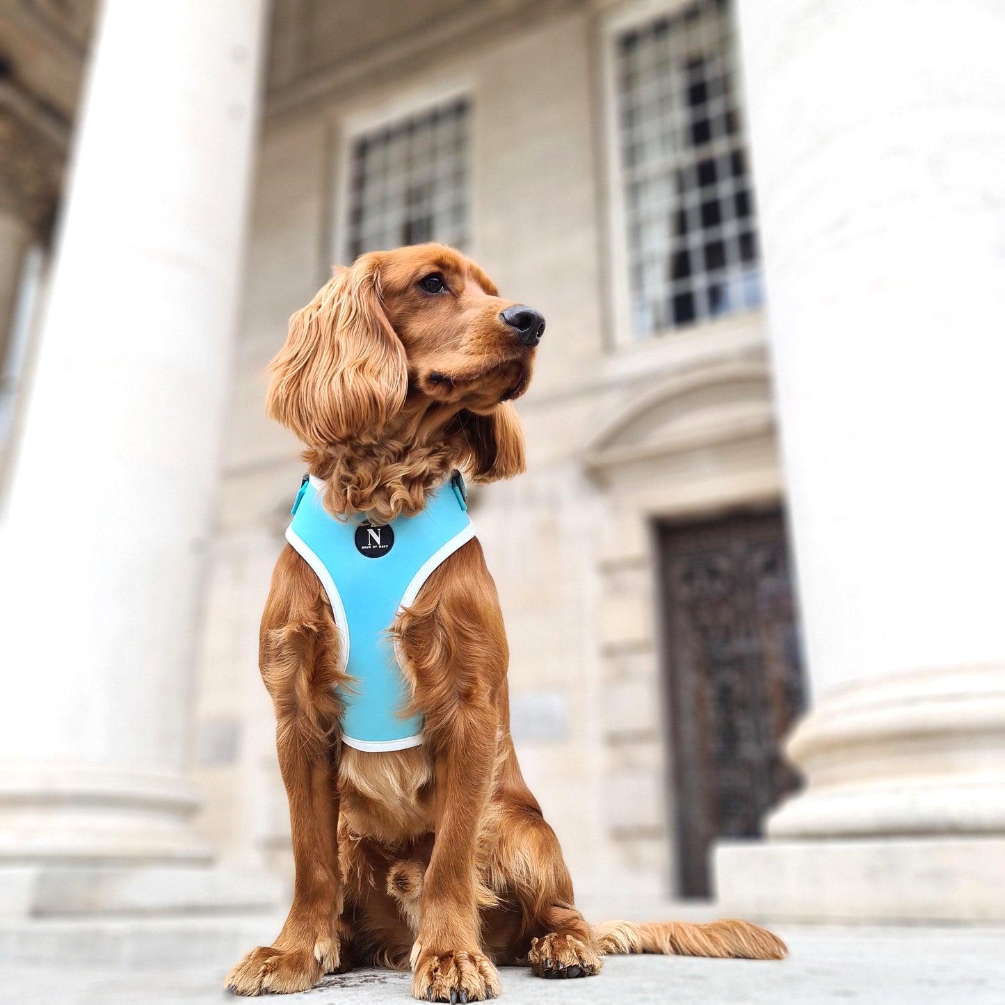 Adjustable Harness - Tiffany