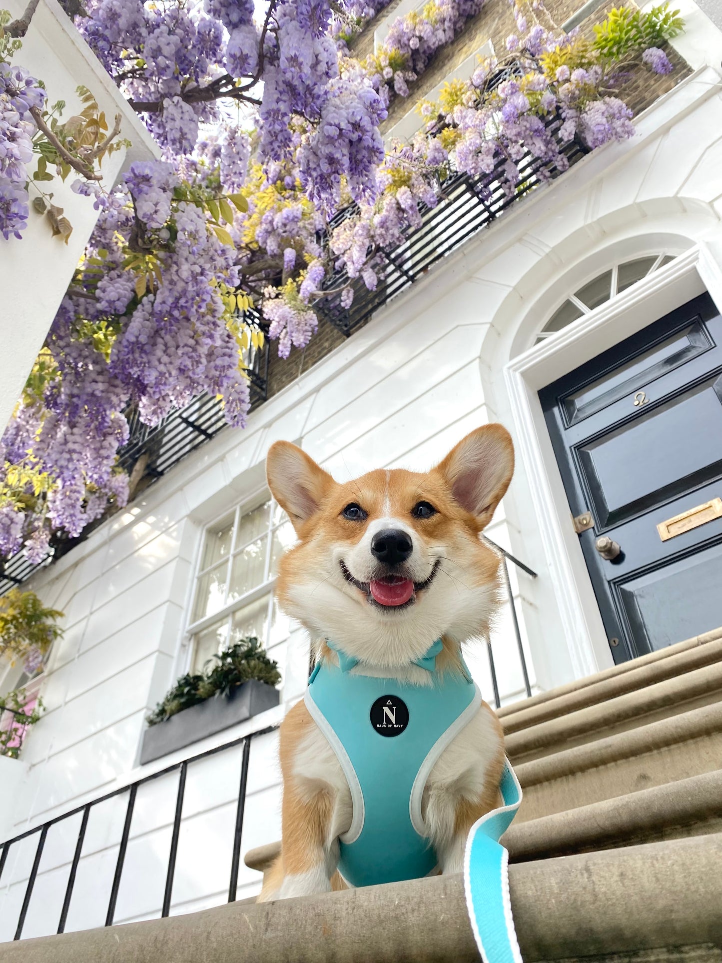 Adjustable Harness - Tiffany