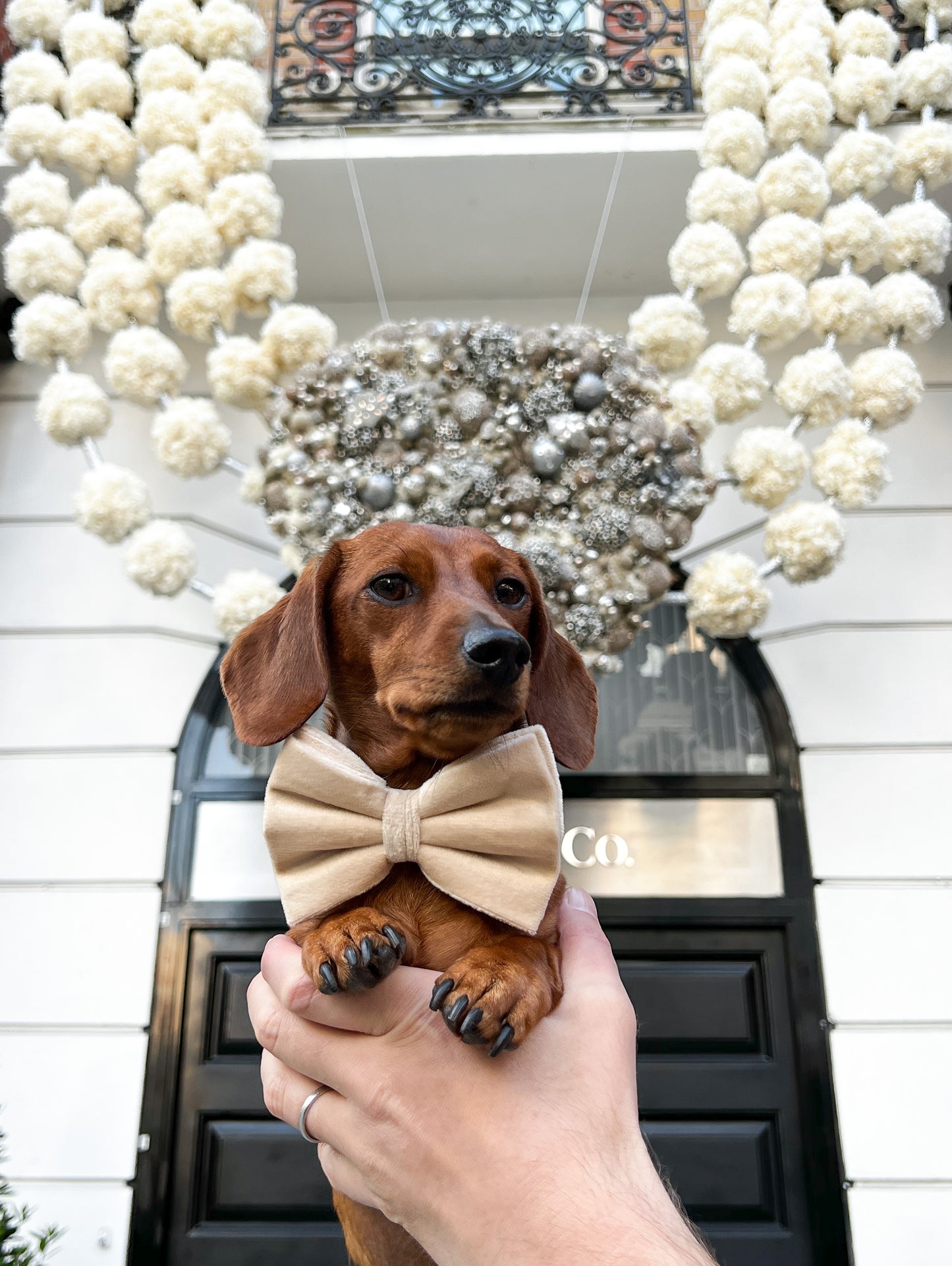 Velvet Bow Tie - Latte