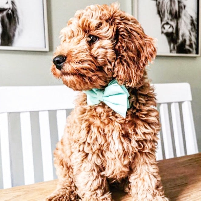 Cotton Bow Tie - Let Mint Be