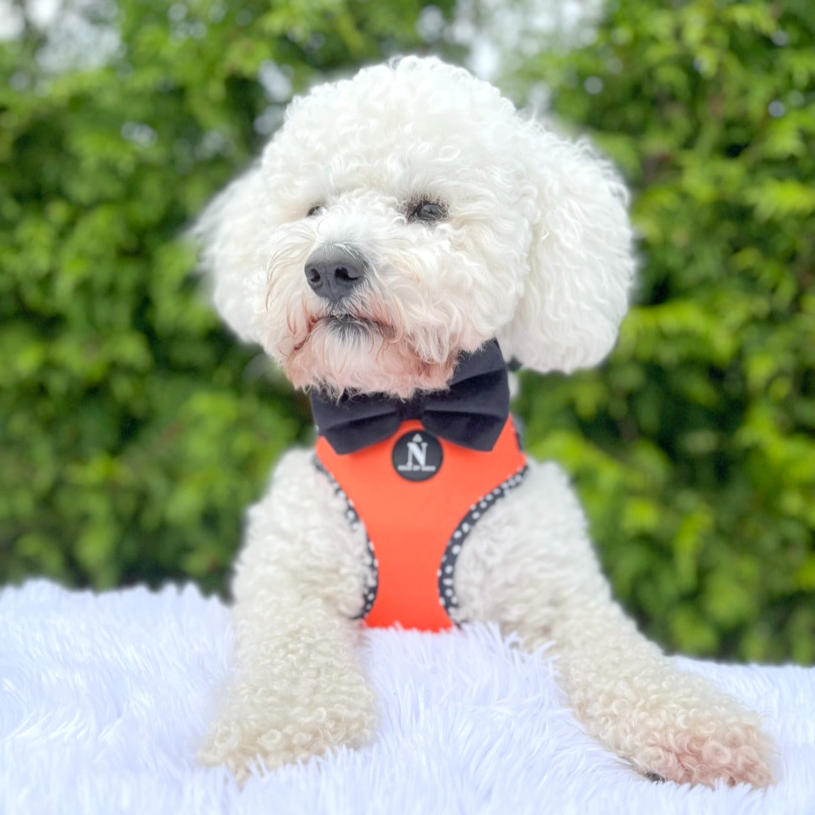 Adjustable Harness - Speckled Orange