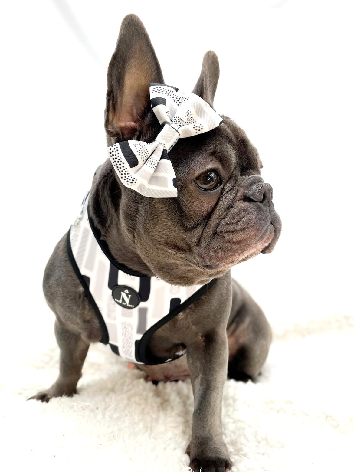 Adjustable Harness - The Modernist