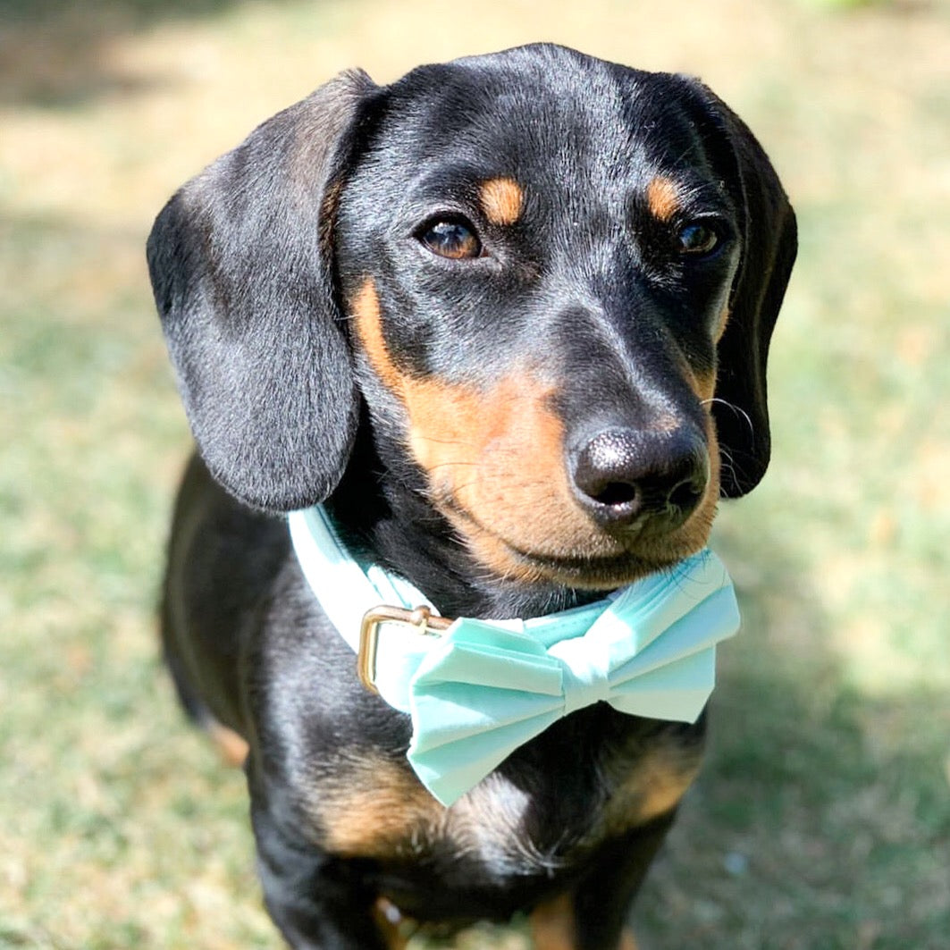 Cotton Bow Tie - Mint To Be