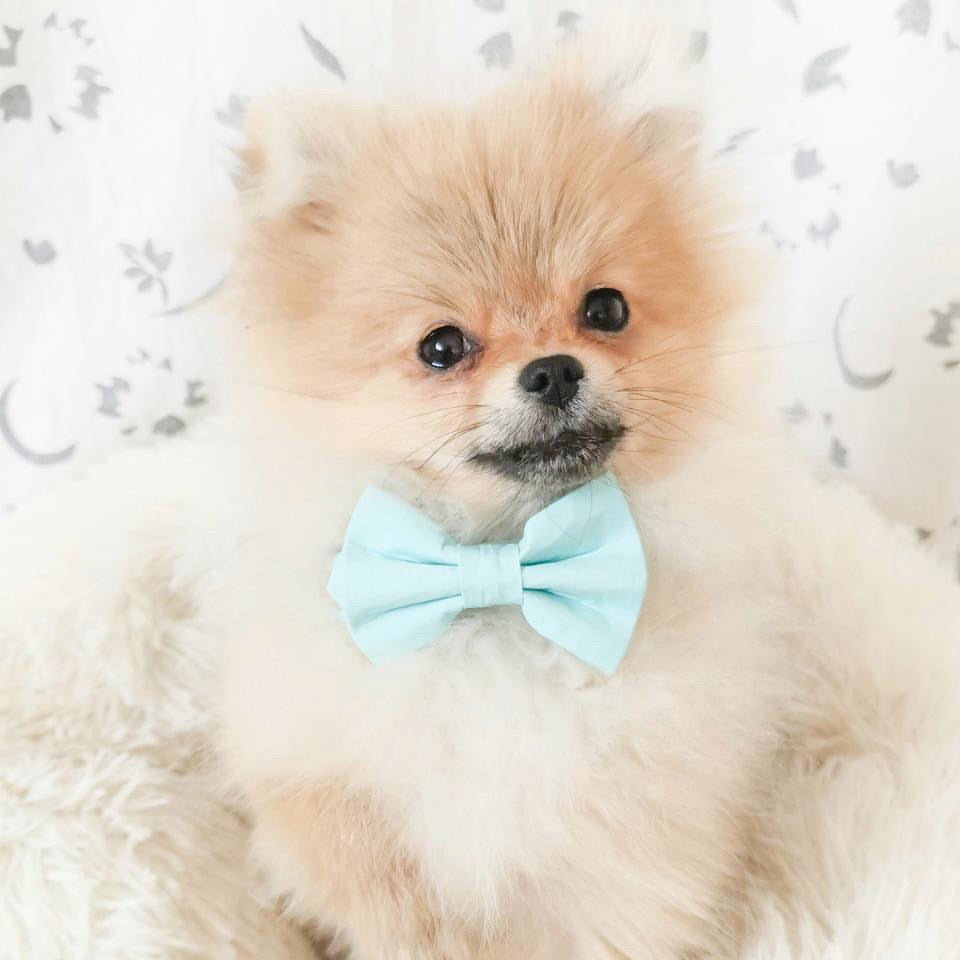 Cotton Bow Tie - Mint To Be